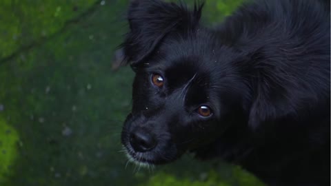 Cute and Funny Black dogs