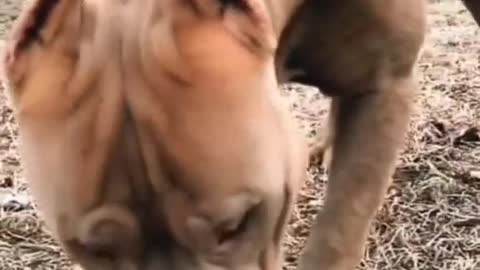 the most beautiful video you will see of the dogs