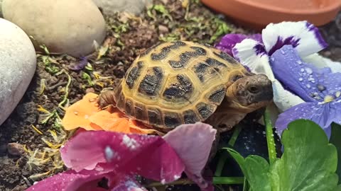 Tortoise in bunch of daisies