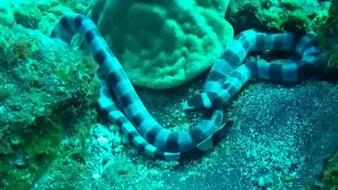 Experienced Divers Taking Photos For Old Snake Under The Sea