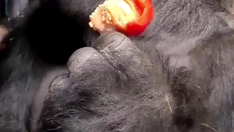 Did you hear that #silverback #gorilla #asmr #mukbang