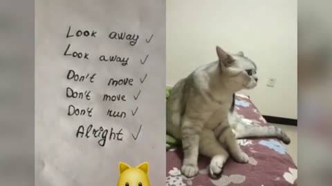 Funny cats talk like people