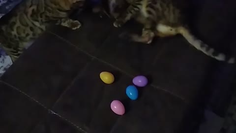 Silly bengal brothers Easter