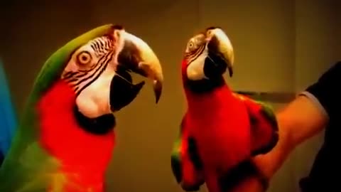 Funny Parrot says Hello!