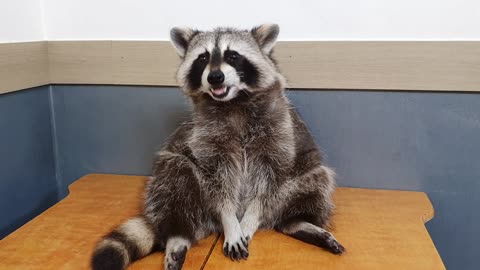 Raccoon eats gum with his small hands.