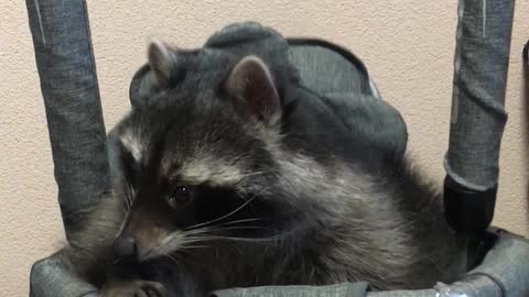 Pet Raccoon Enjoys Baby Swing