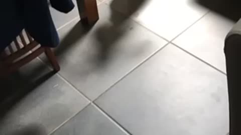 Smart doggy decides to walk himself