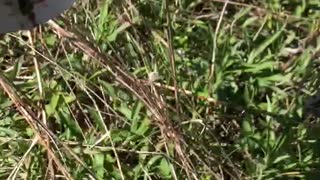 Bluebird Nest with unhatched eggs