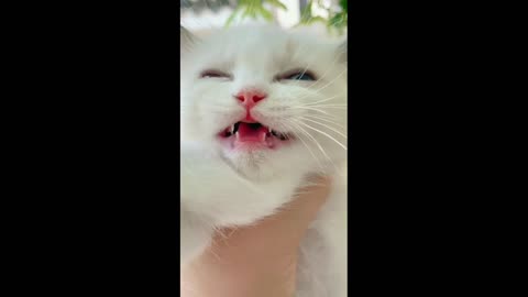 Funny Cat Meowing 04