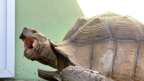 Huge Tortoise Bigger Yawn