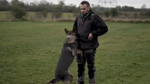 Description Training a Malinois vs a German Shepherd