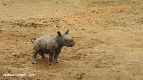 Baby Rhino Charging - FUNNIEST Compilations