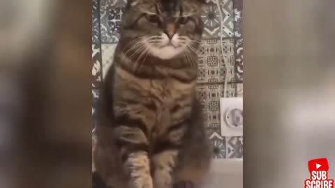 Funny and Angry Cats and Dogs