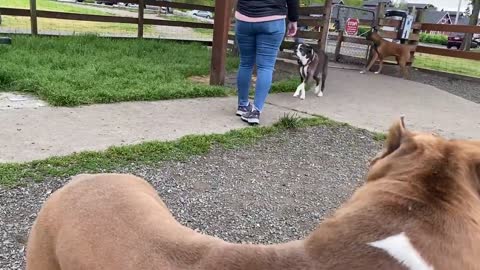 German Shepherd Attacks other Dog