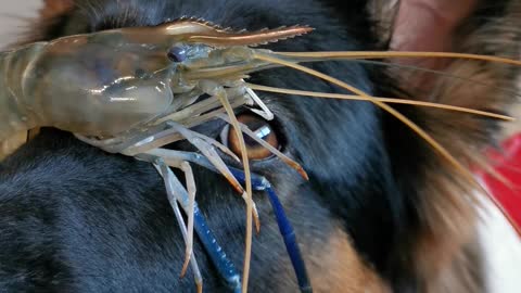 Brave puppy carefully balances prawn on nose
