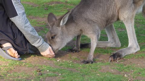 Young boys eating cute kangaroo