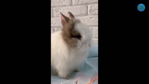 Funny and Cute Rabbits | Cute Baby Bunny Rabbit Videos | Cute and Funny Animals | #4