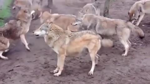 A pack of wolves attacks a stranger wolf