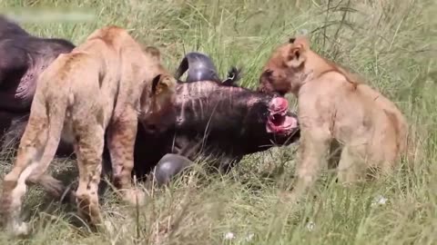 Nine lions fight one bull