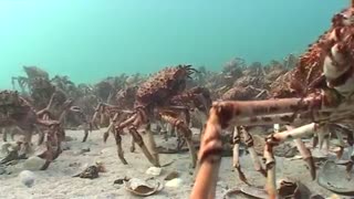 Spider Crabs at Port Phillip Bay