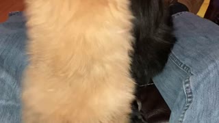 Pomeranian puppy playing with mom