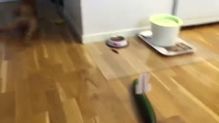 Cat Scared by Donald "Cucumber" Trump