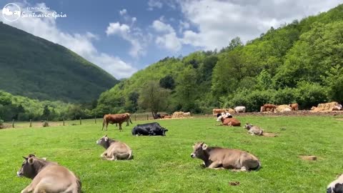 El paraiso de las vacas y toros