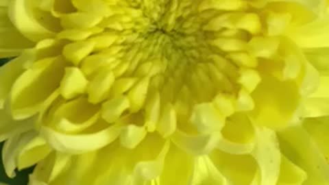 Chrysanthemum flower zoom out