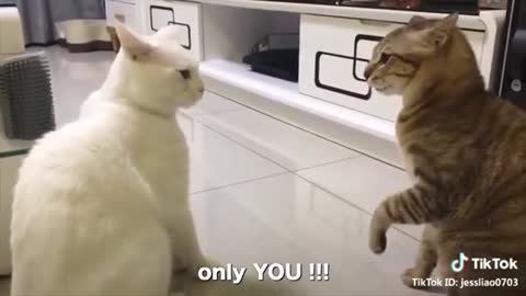 Cats talking like people