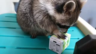 Raccoon got a box of jelly from his sister as a gift.