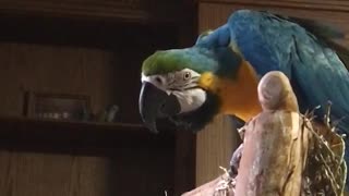 Charley the macaw answers the door saying come in