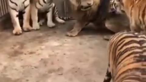 Lion vs tiger real fighting scene