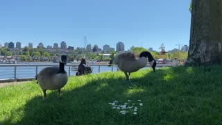 More of Canada Goose