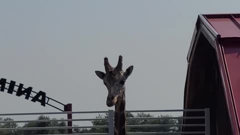 I met a giraffe today!