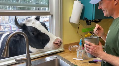 Feeding our cow with a spoon oats