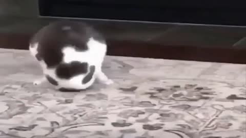 The cat plays a funny way