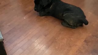 Cane Corso training