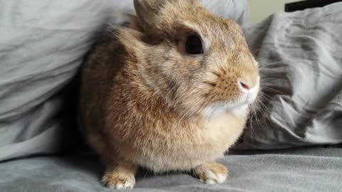 Simba The Rabbit licks her chops!