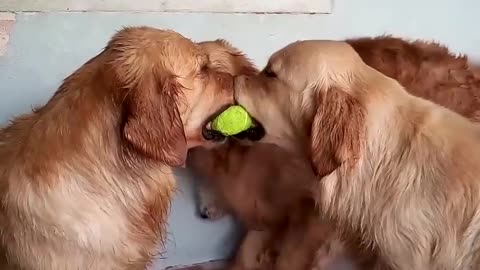 The Funniest dog video