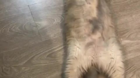 Cat Moving Her Tail While Sleeping Deep