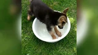 German Shepherd puppy adorably plays in water bowl