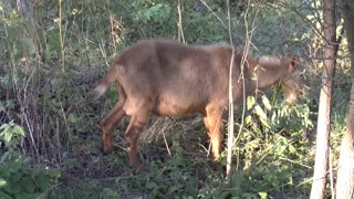 Adorable Male Goat Got Stunned In Forest