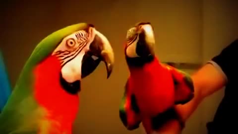 funny parrot the best