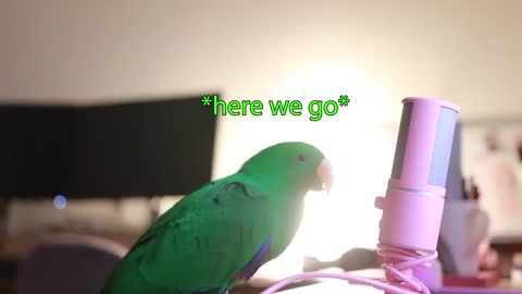 Funny Bird Whispers Into Microphone for 5 Minutes Straight (stress reliever) *with subtitles*