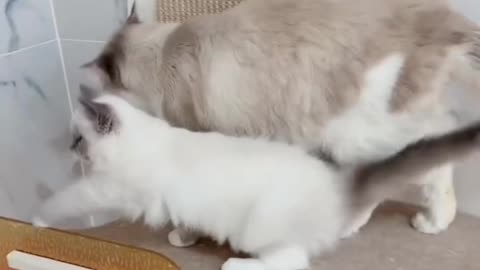 Beautiful Cat video and Cute Cat Video