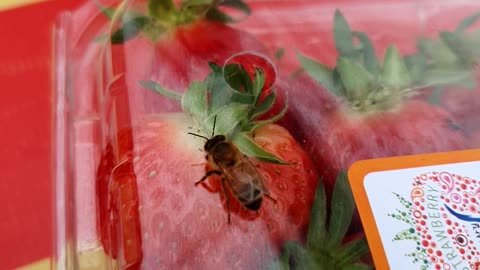 Bees want to eat strawberries, but they can't.