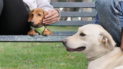 Two dogs resting with their owners on a park bench