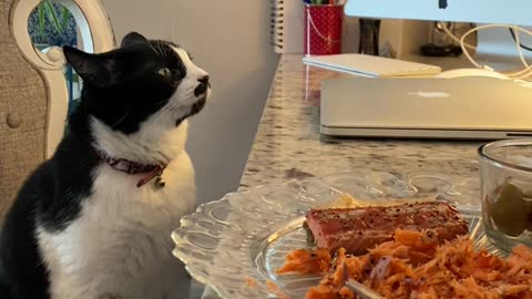 Cat seriously considers stealing salmon off owners plate