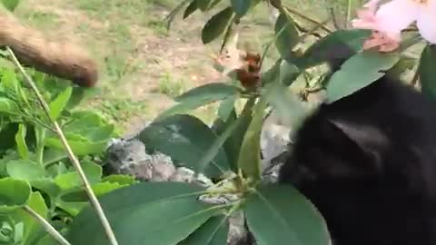 cat playing with dogy tail