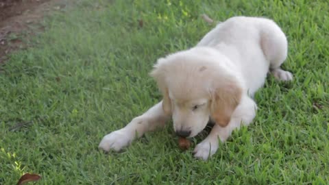 Cute white dog